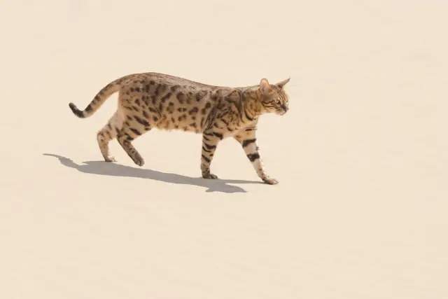  Цената на най-скъпата порода котки в света доближава до 170 000 лв. 