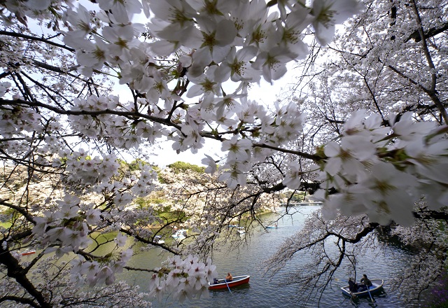 Пролетна приказка в Токио (СНИМКИ)