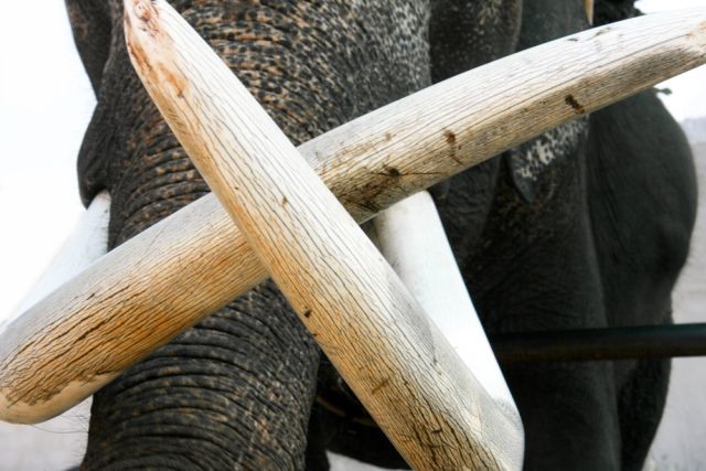 Виетнамските власти иззеха 600 килограма слонова кост, внесени нелегално от Африка 
