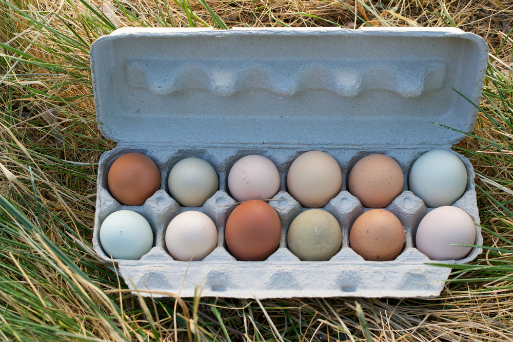 Бял, кафяв, син или зелен... Ето от къде идва цветът на яйцето