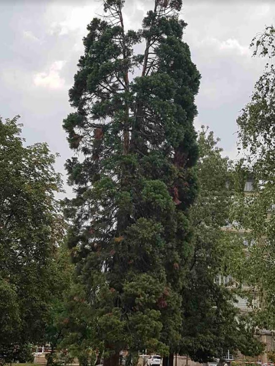 Мълния разцепи единствената секвоя в парка "Заимов" в София