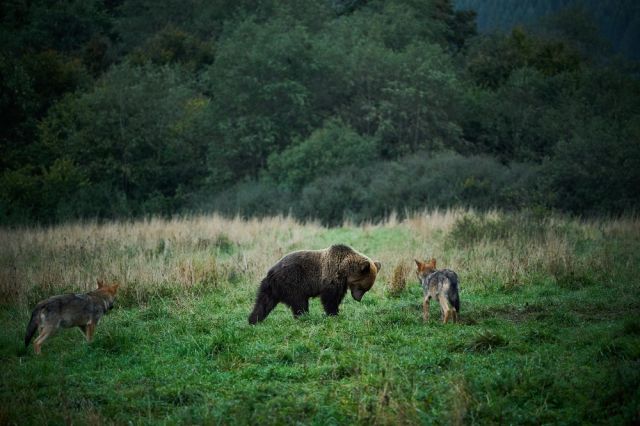 Мечки и вълци в битка за храна и бърлоги в Стара Планина