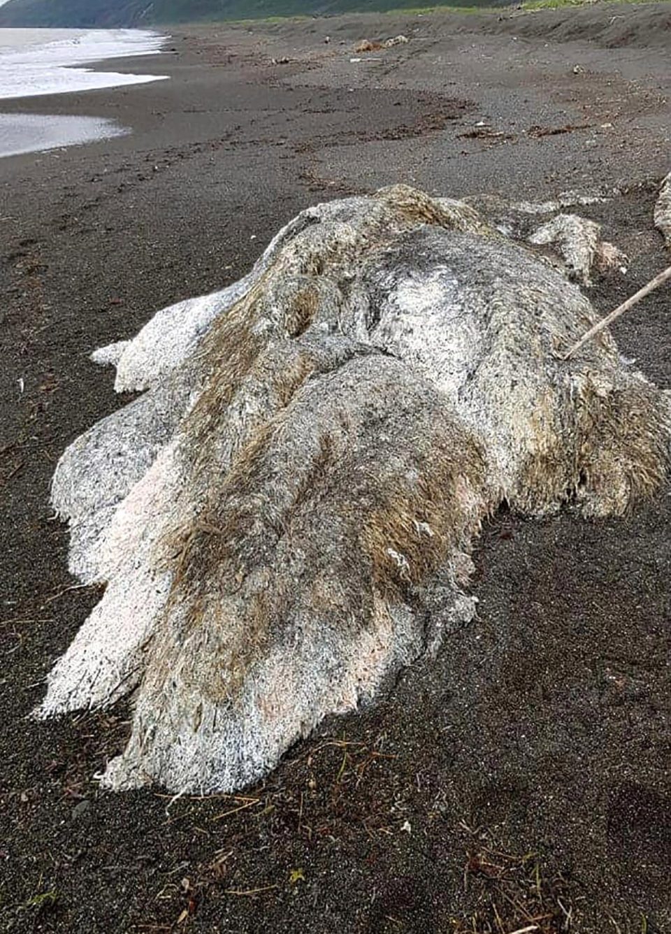 Морето изхвърли космато чудовище с дълга опашка на руския бряг (ВИДЕО+ СНИМКИ)