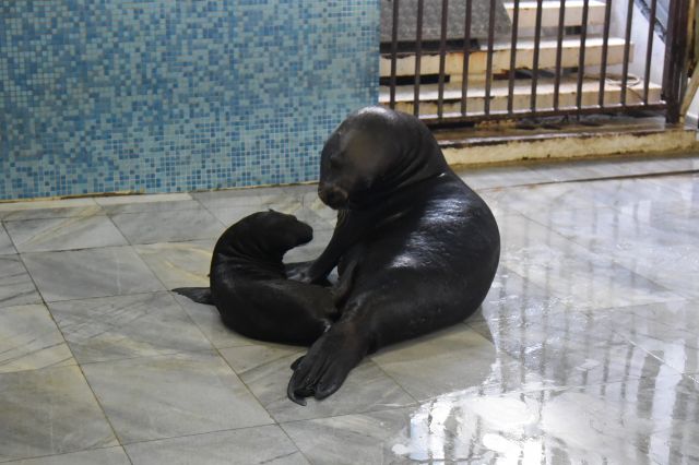 За пръв път от години тюленче се роди в „Делфинариум Варна“ (СНИМКИ)