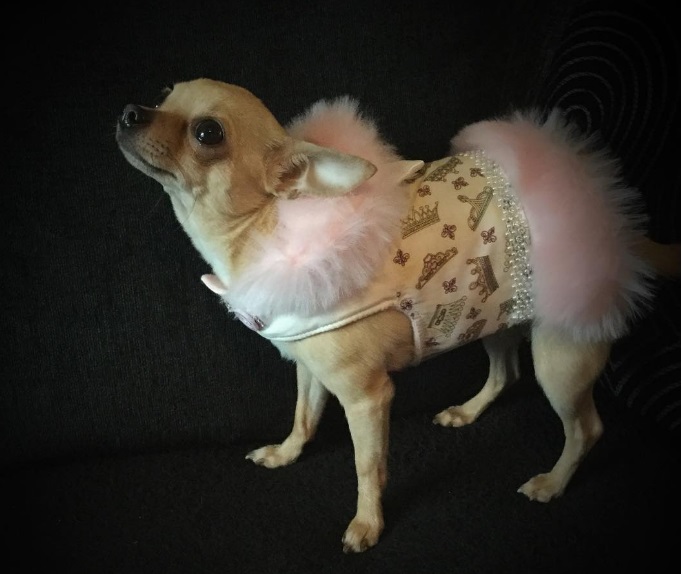 Лили, кучето с рокли за над 10 хил. паунда (СНИМКИ)
