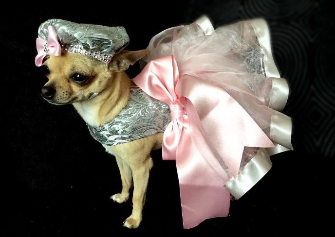 Лили, кучето с рокли за над 10 хил. паунда (СНИМКИ)