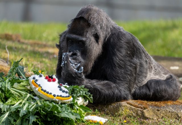 Най-възрастната горила на света навърши 65 г.