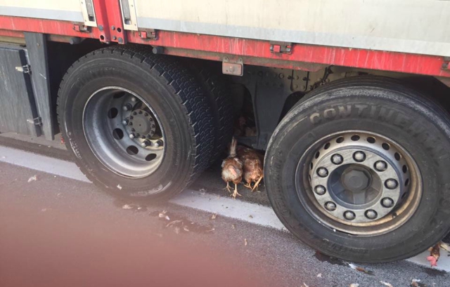 Кокошки предизвикаха хаос на магистрала