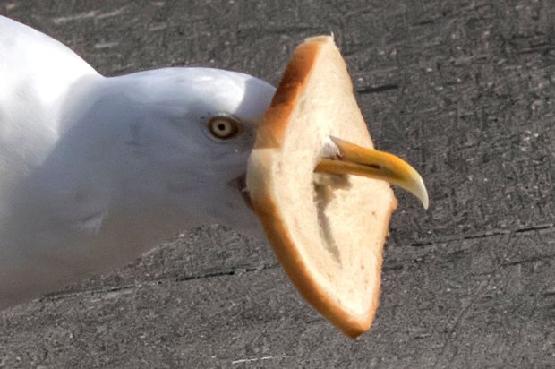 Алчна чайка стана жертва на лакомията си (СНИМКИ)