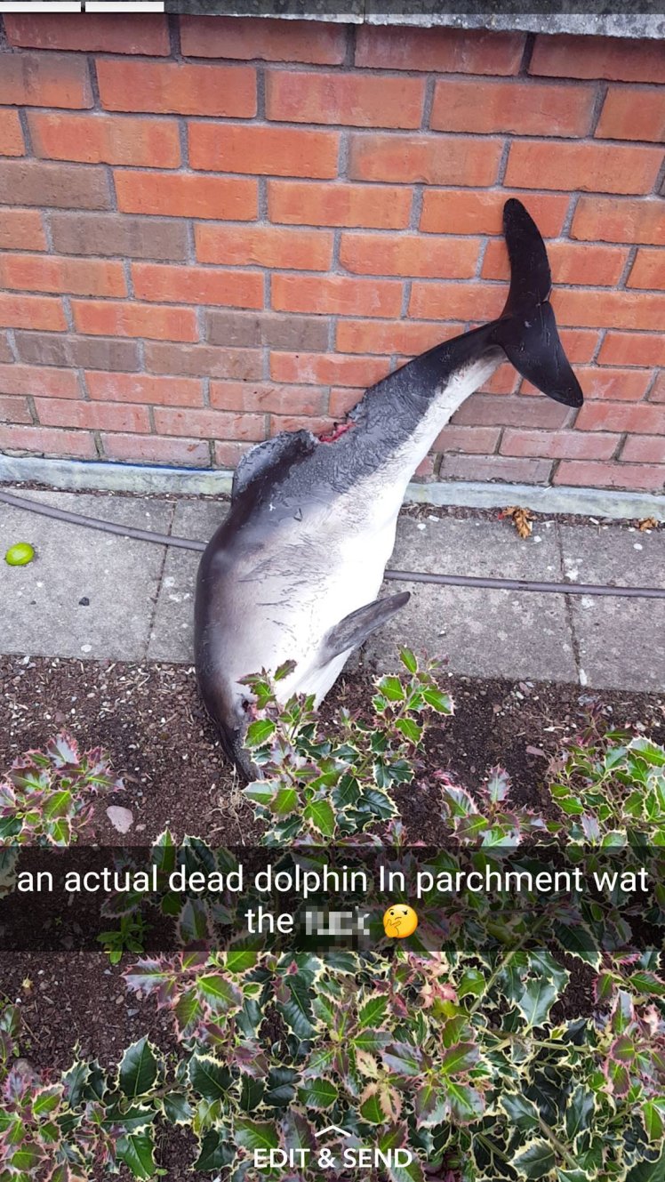 Глупостта надделява над разума: Студенти танцуват с мъртъв делфин