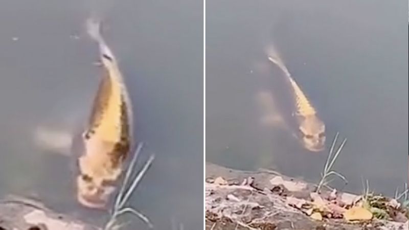 Заснеха на ВИДЕО зловеща риба с "човешко лице"