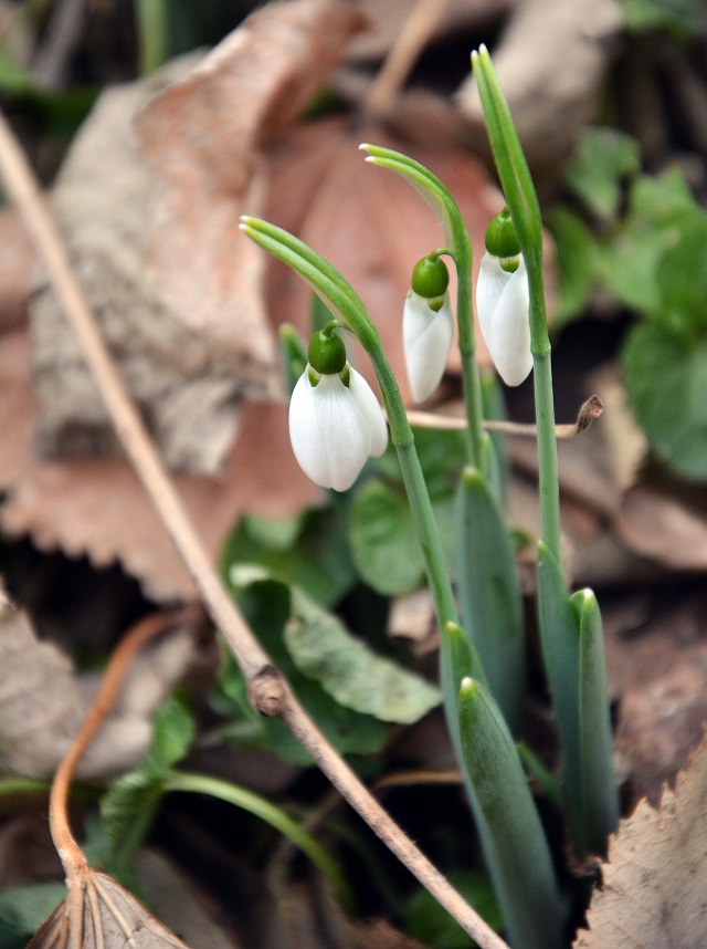 6 февруари – България в снимки