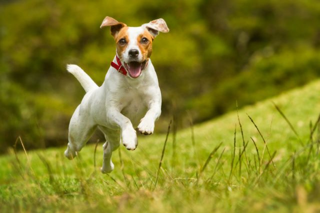 7 дребни породи кучета - идеални за домашни любимци