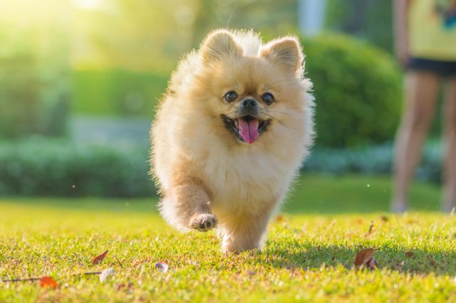  7 дребни породи кучета - идеални за домашни любимци 