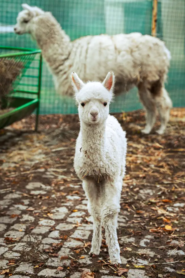 Бебе алпака пристигна в Зоопарка в София (СНИМКИ)