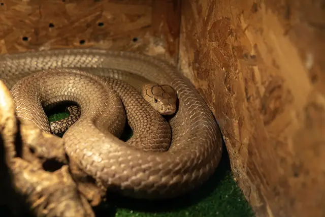 София ще бъде домакин на най-голямото изложение на животни в България – SOFIA ZOO EXPO 2026