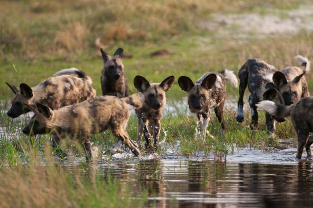 Хиеновите кучета - едни от най-застрашените хищници
