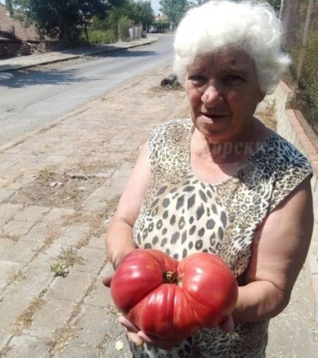 Баба отгледа домат-гигант в айтоско село
