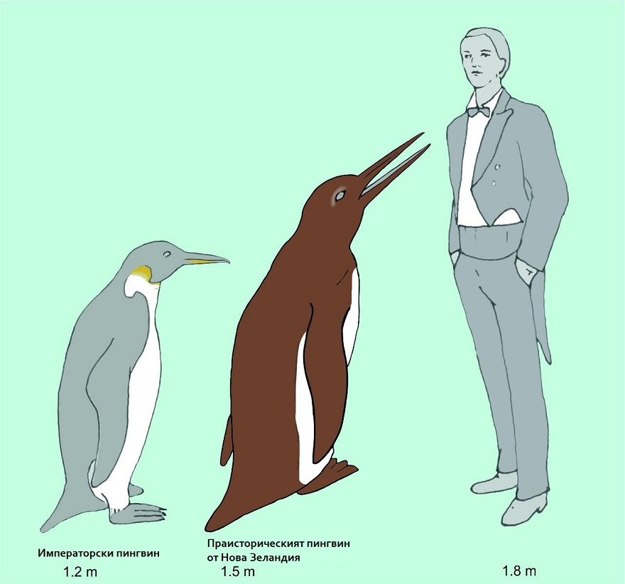 Древните пингвини са били високи, колкото човек и то за 30 милиона години