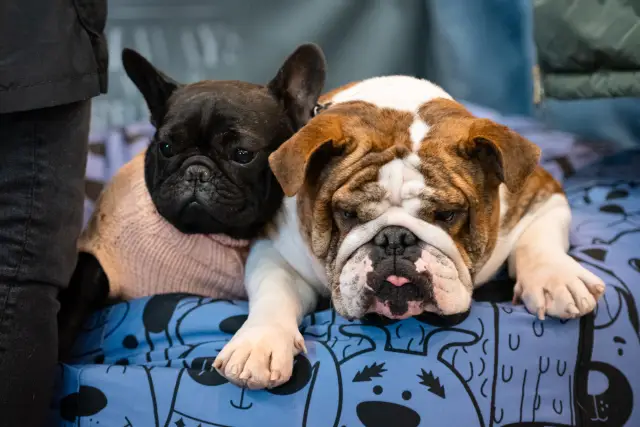 София ще бъде домакин на най-голямото изложение на животни в България – SOFIA ZOO EXPO 2026