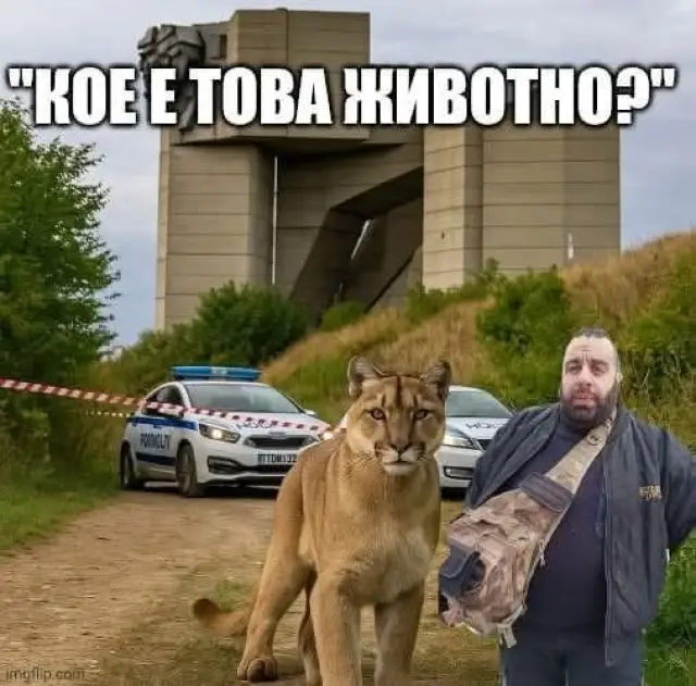 Черната пантера от Шумен въодушеви десетки колажи и мемета (СНИМКИ)