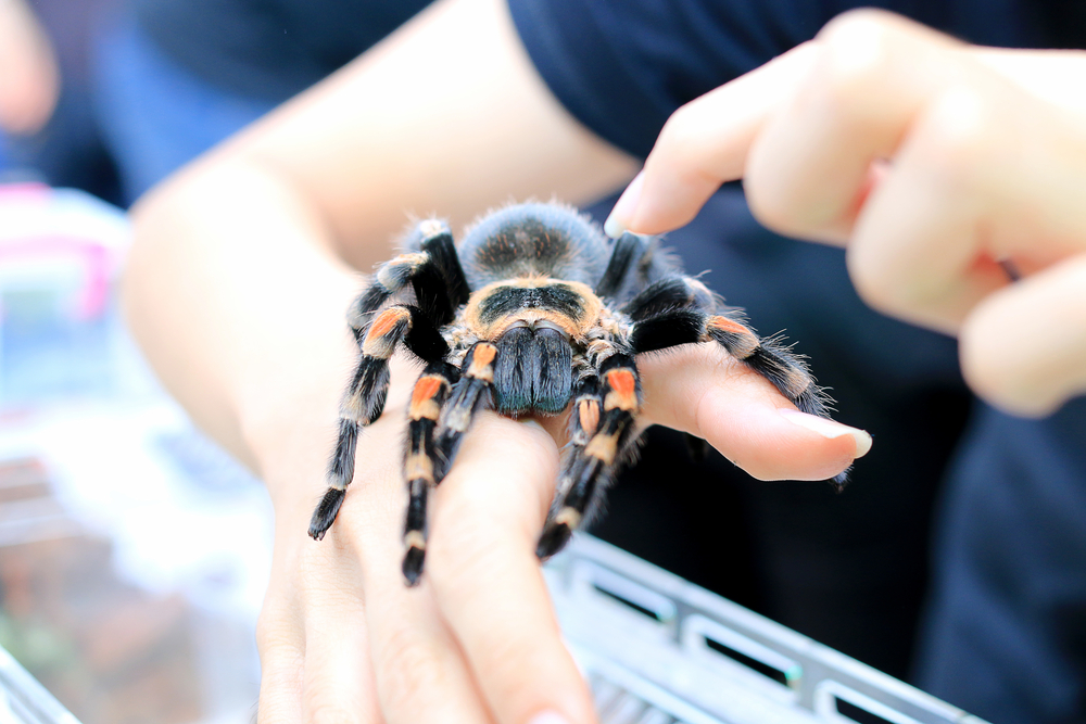 Ако искате екзотичен домашен любимец – вземете си тарантула (ВИДЕО)