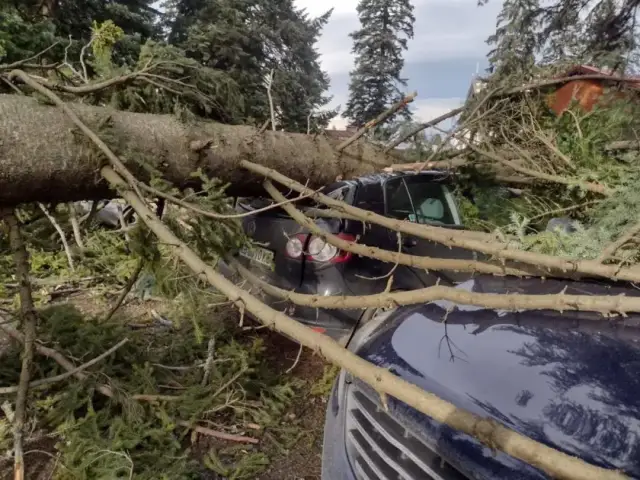 Силният вятър прекърши борове в курорта Боровец! Задействана е и системата BG-ALERT СНИМКИ | ФАКТИ.БГ Силният вятър прекърши борове в курорта Боровец! Задействана е и системата BG-ALERT СНИМКИ