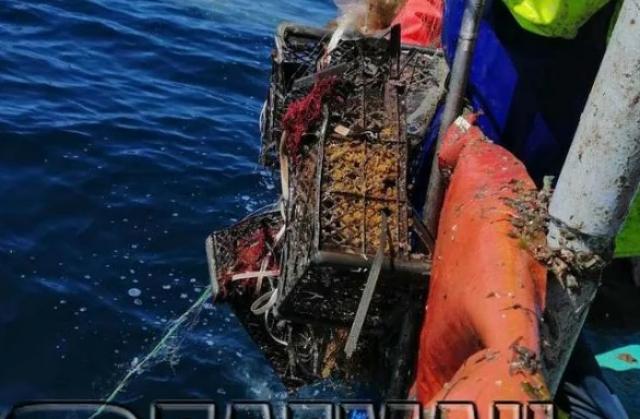  Рибари от Несебър извадиха чудовища от морето (ВИДЕО) 