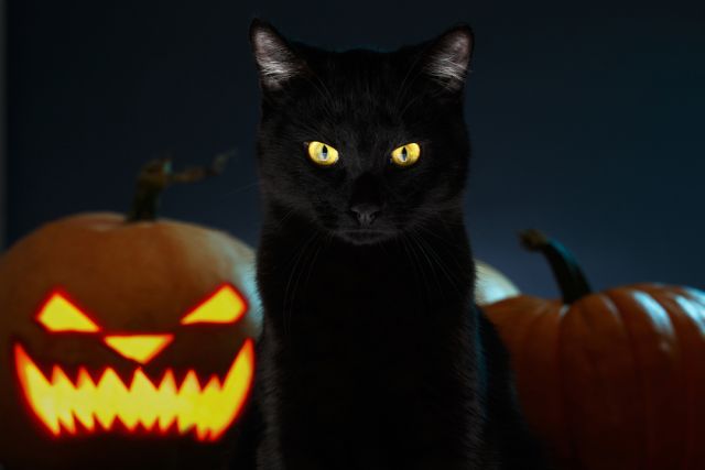 Науката изследва дали котките ни пазят от зли духове - 4
