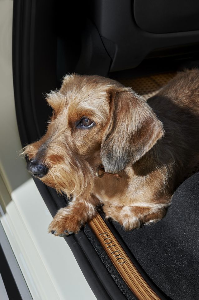  BMW сподели X7 направено за кучета 