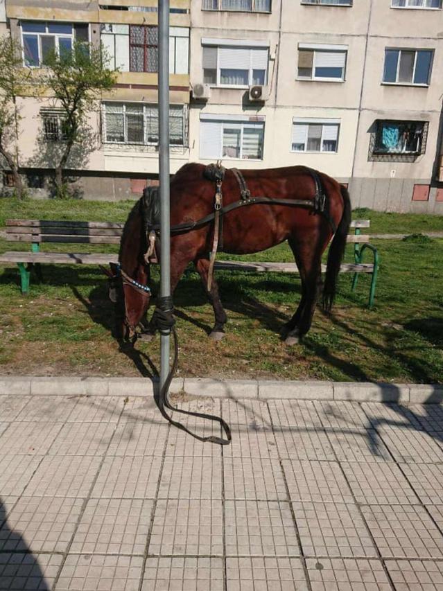 Паяк вдигна каруца в Пловдив, ето защо (СНИМКИ)