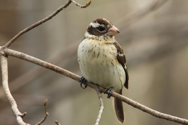  Странна птица е на половина мъжка, на половина женска 