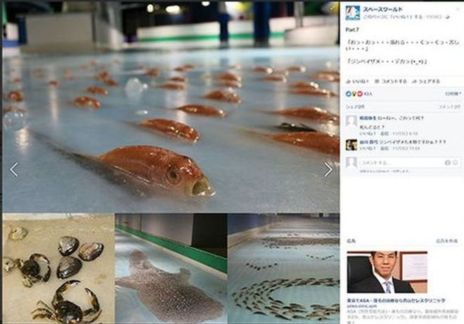 Пързалка със замръзнали риби породи гняв у японците