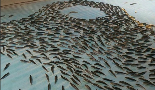 Пързалка със замръзнали риби породи гняв у японците