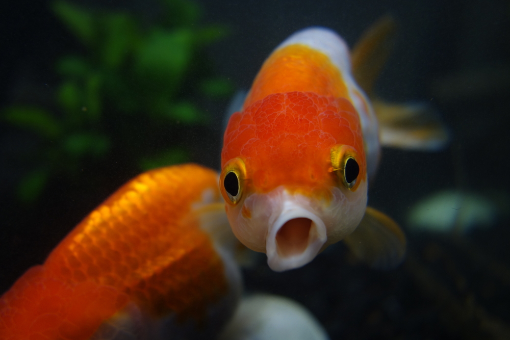 7 причини защо трябва да отглеждате рибки