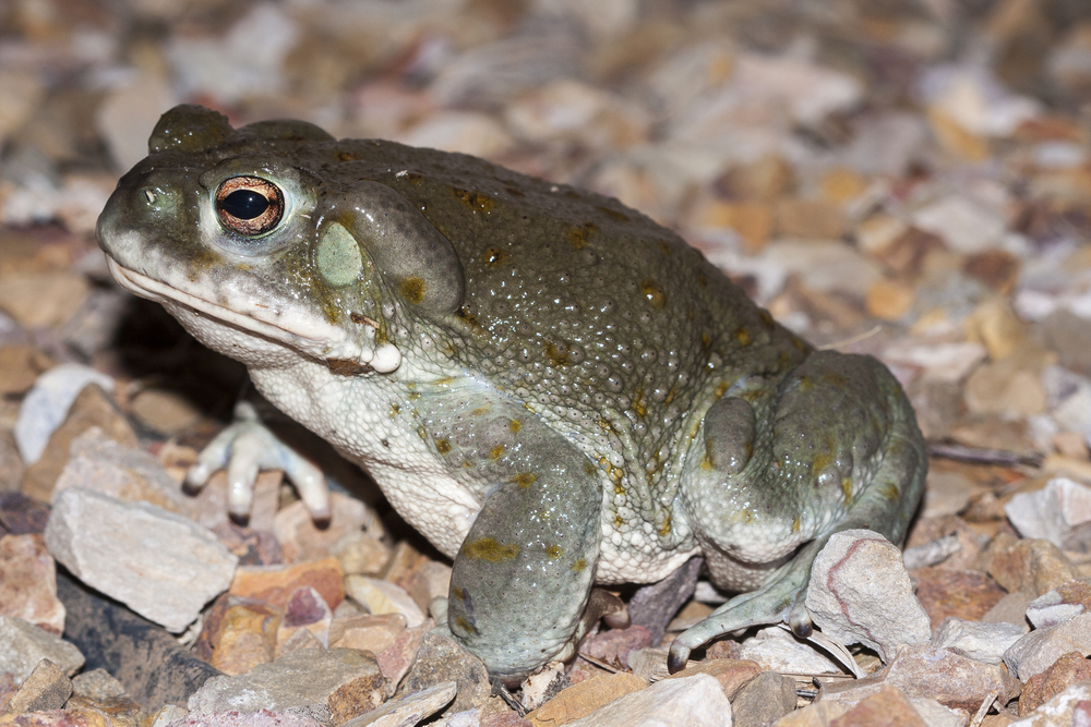 Откраднаха халюциногенни жаби от резерват (ВИДЕО)