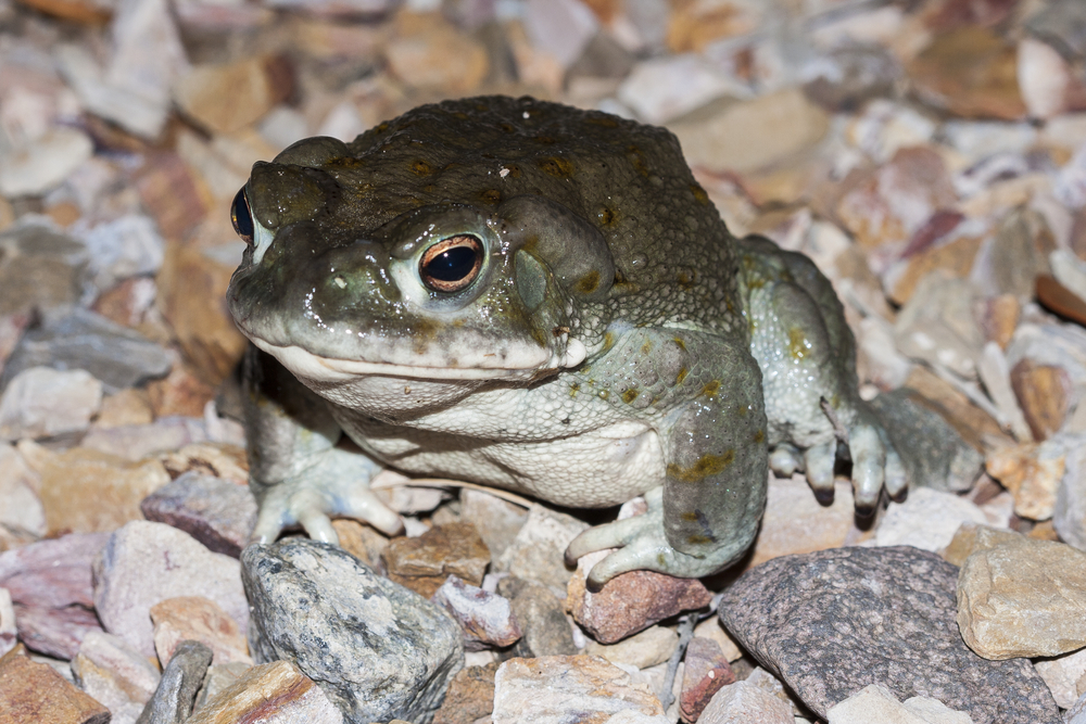 Откраднаха халюциногенни жаби от резерват (ВИДЕО)