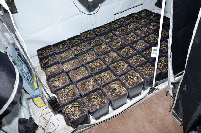 Разбиха лаборатория за марихуана