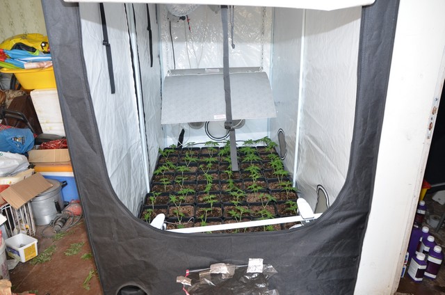 Разбиха лаборатория за марихуана