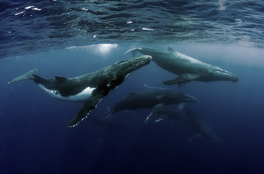 Стих след стих, китовете учат песни като хората