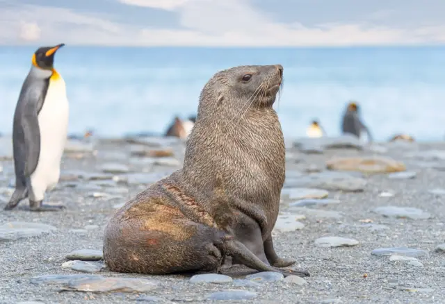 Официално признаха Императорския пингвин за застрашен вид