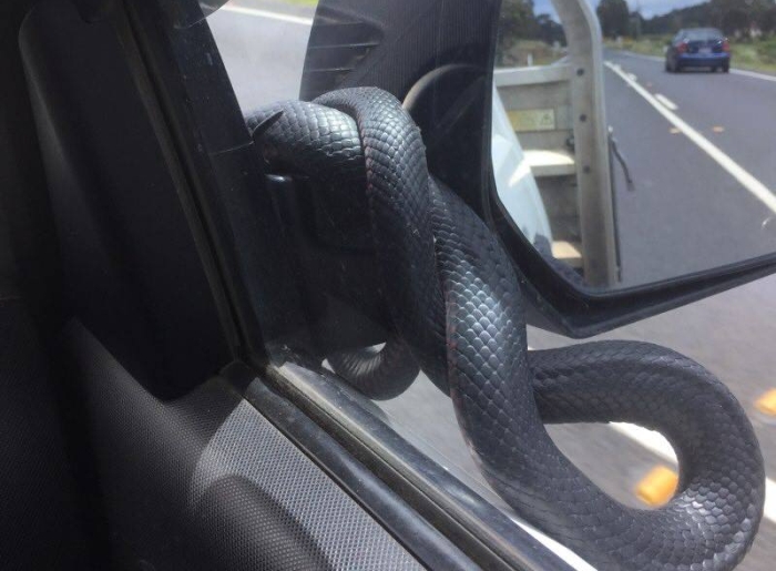 Отровна змия изкара акъла на шофьор, почуквайки по предното стъкло (СНИМКИ)