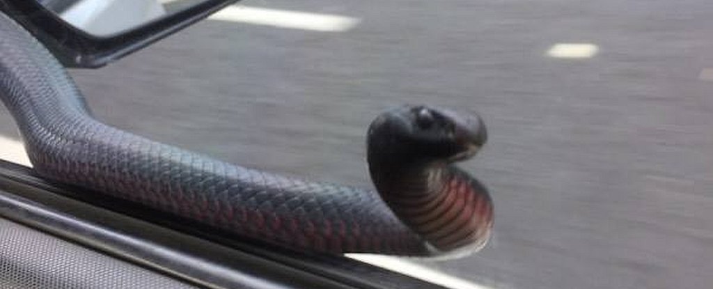 Отровна змия изкара акъла на шофьор, почуквайки по предното стъкло (СНИМКИ)