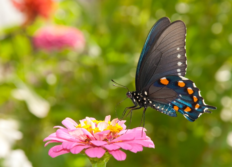 Пеперудите са имали хоботчета за нектар преди появата на цветята