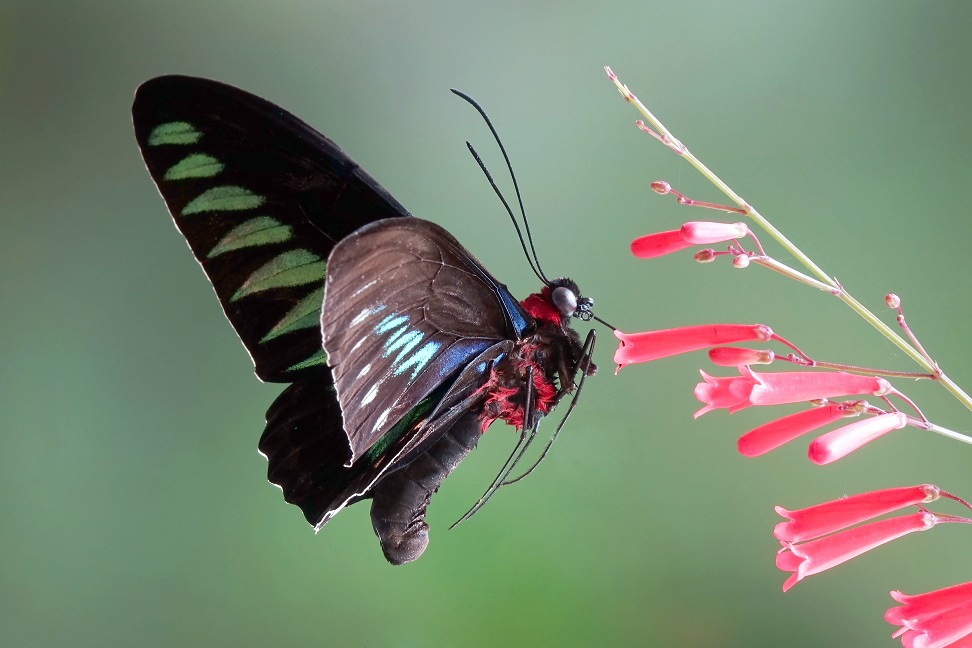 Пеперудите са имали хоботчета за нектар преди появата на цветята