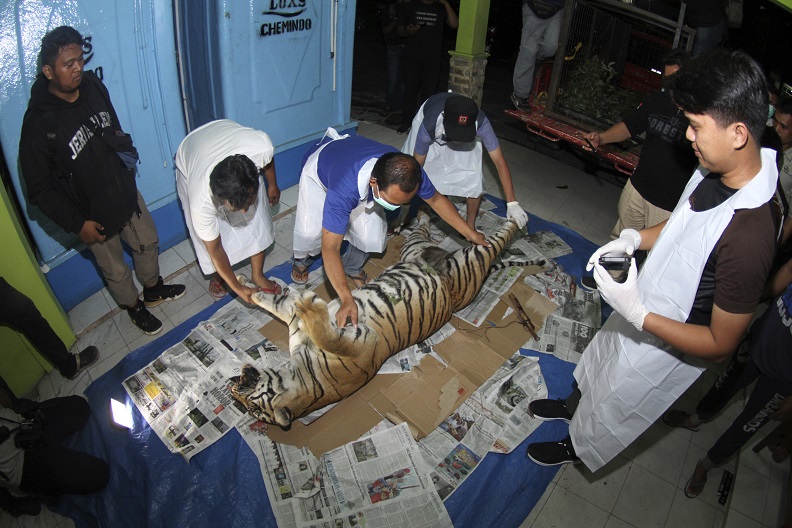 Капан за прасета уби един от най-редките тигри в света (СНИМКИ)