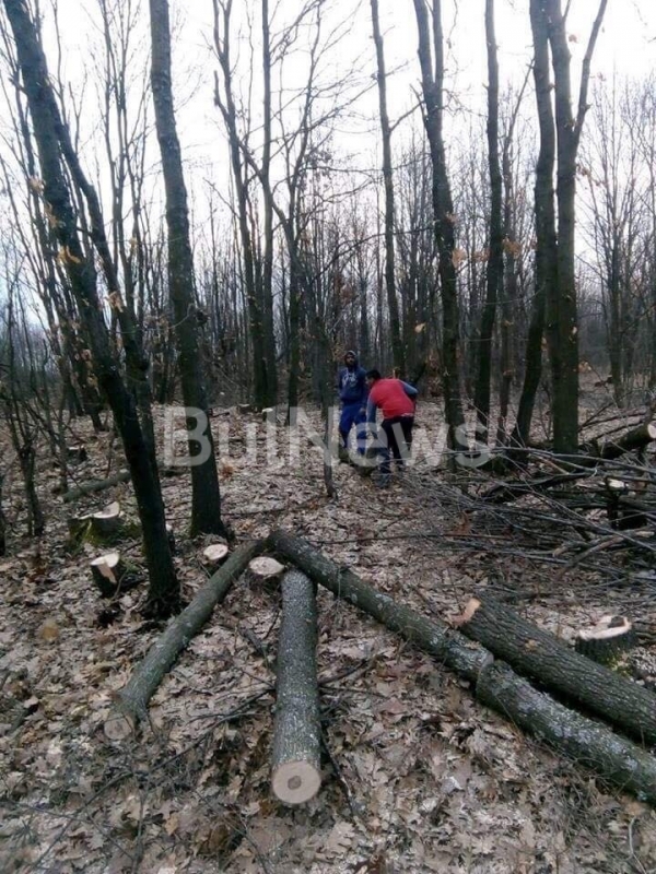 Цигани безчинстват из горите във Врачанско