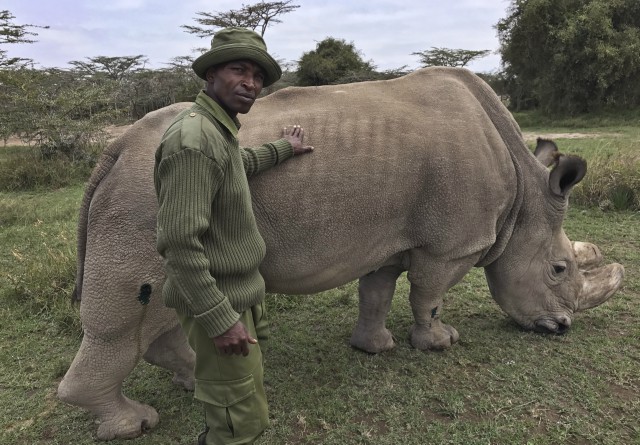 Тъжно! Почина последният мъжки бял носорог