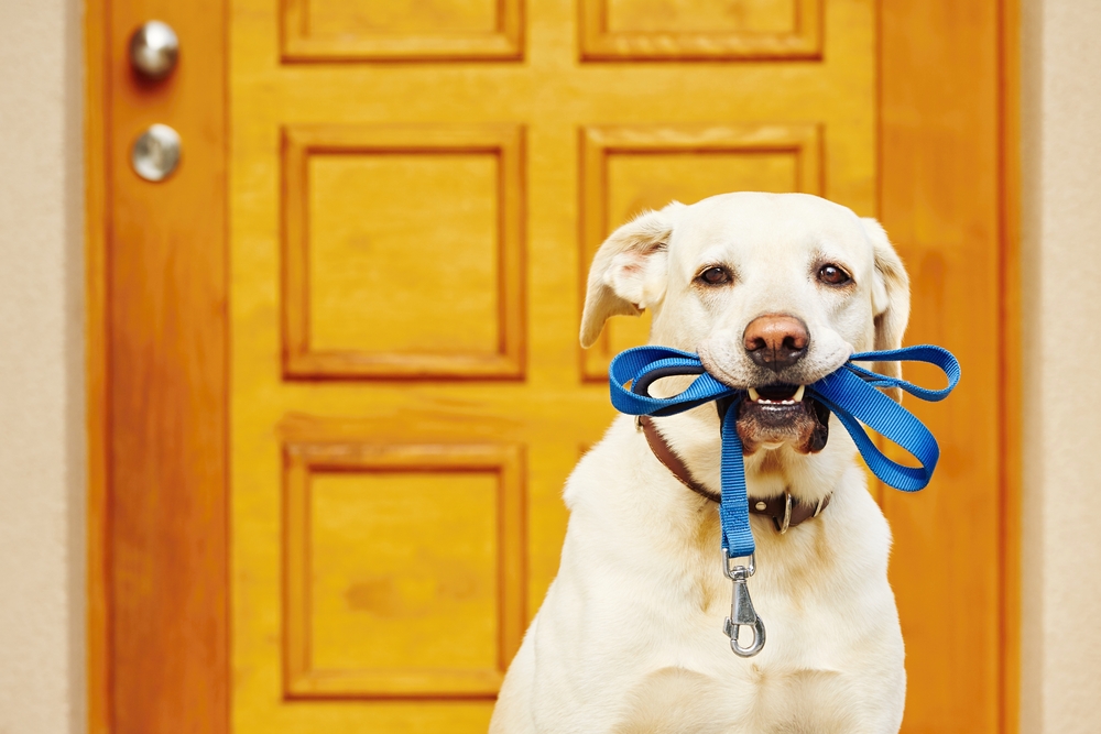 За здраво сърце: Дъвчете дъвка и си вземете куче