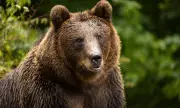 Eвропейска държава разреши продажбата на мечо месо